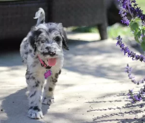 Choosing Your Great Danoodle Puppy in the USA