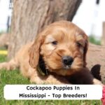Cockapoo-Puppies-In-Mississippi-Top-Breeders-template