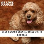 Cocker Spaniel Breeders in Georgia