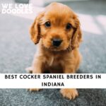 Cocker Spaniel Breeders in Indiana