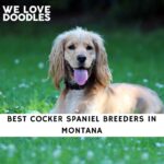Cocker Spaniel Breeders in Montana