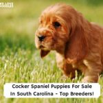 Cocker-Spaniel-Puppies-For-Sale-In-South-Carolina-Top-Breeders-template