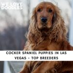 Cocker Spaniel Puppies in Las Vegas