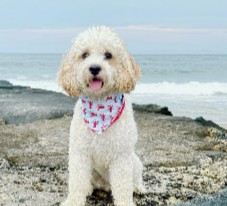Conclusion For "Double Doodle vs. Labradoodle"