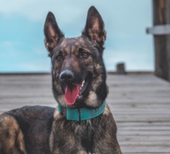 Conclusion For The Best Belgian Malinois Breeders in Wisconsin