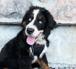 6 Best Bernese Mountain Dog Breeders in Washington State! (2023) - We