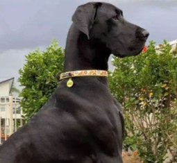 Conclusion For The "Best Great Dane Breeders in Indiana"