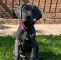 Conclusion For The "Best Great Dane Breeders in Missouri"