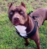 7 Best Pitbull Rescues in California!