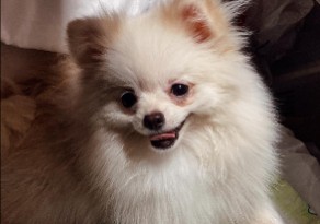 6 Best Pomeranian Breeders in Washington!