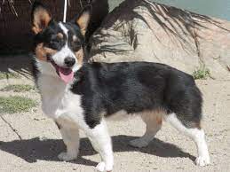 Corgis of hot sale paradise acres