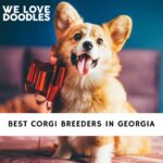 Corgi Breeders in Georgia