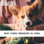 Corgi Breeders in Iowa