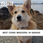 Corgi Breeders in Kansas