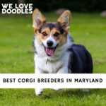 Corgi Breeders in Maryland