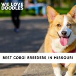 Corgi Breeders in Missouri