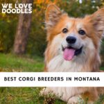 Corgi Breeders in Montana