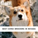 Corgi Breeders in Nevada