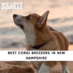 Corgi Breeders in New Hampshire