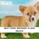 Corgi Breeders in New Mexico