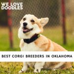Corgi Breeders in Oklahoma