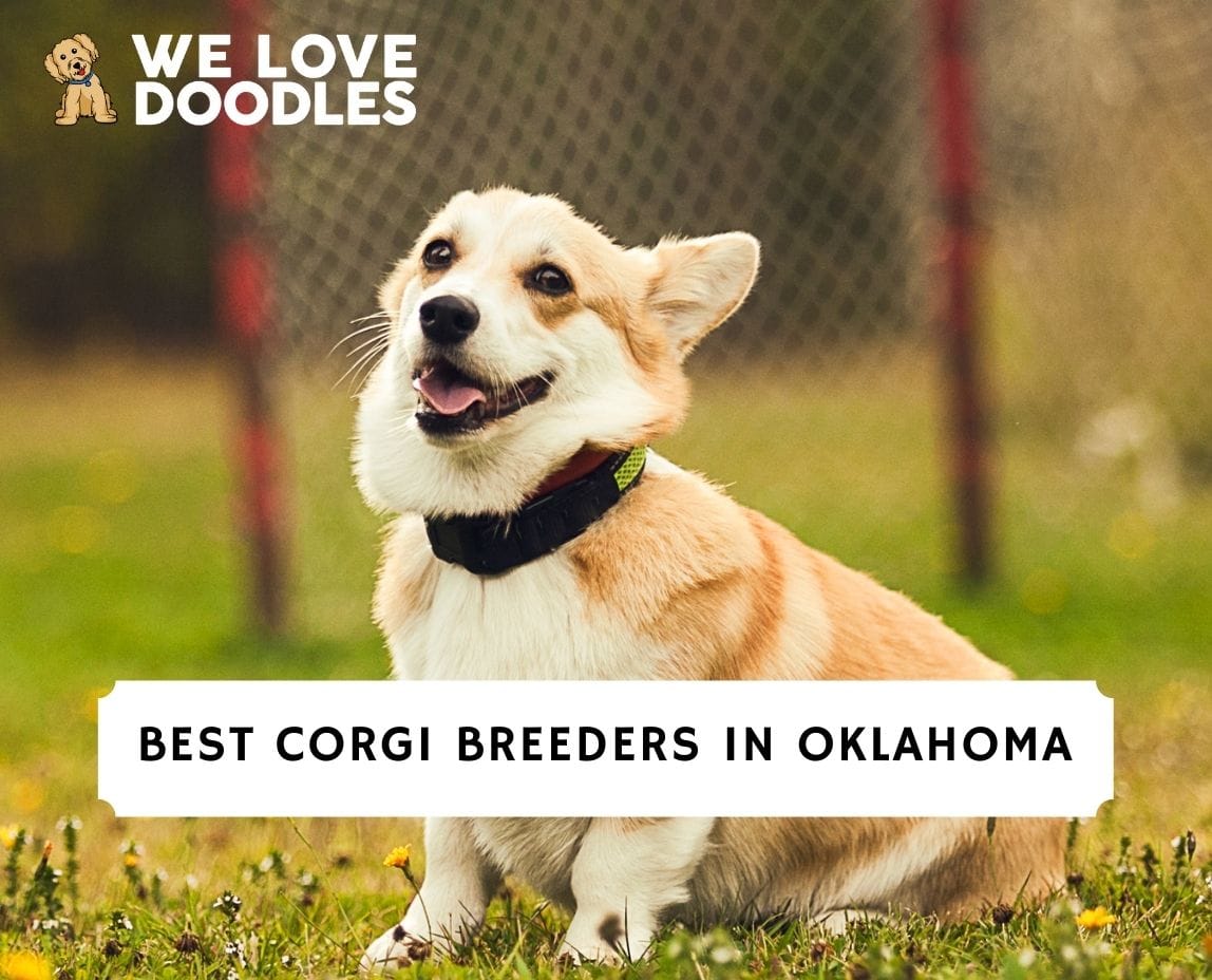 6 Best Corgi Breeders in Oklahoma! (2023) - We Love Doodles