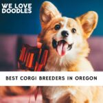 Corgi Breeders in Oregon