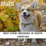 Corgi Breeders in South Carolina