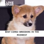 Corgi Breeders in the Midwest