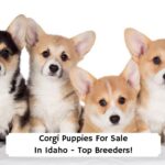 Corgi-Puppies-For-Sale-In-Idaho-Top-Breeders-template