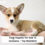 Corgi-Puppies-For-Sale-In-Louisiana-Top-Breeders-template