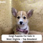 Corgi-Puppies-For-Sale-In-West-Virginia-Top-Breeders-template