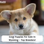 Corgi-Puppies-For-Sale-In-Wyoming-Top-Breeders-template
