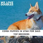Corgi Puppies in Utah