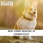Corgi Rescues in Connecticut