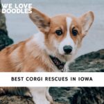 Corgi Rescues in Iowa
