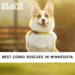 Corgi Rescues in Minnesota
