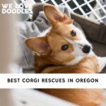 Corgi Rescues in Oregon