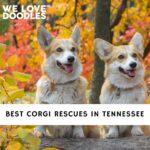 Corgi Rescues in Tennessee
