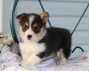 Corgi Breeders From Kentucky