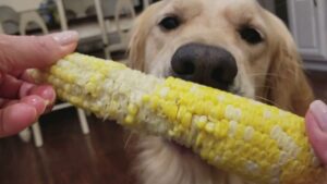 Is Cornstarch Safe for Dogs in Moderation?