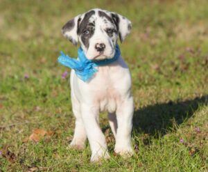 Country Boys Great Danes -GreatDanBUSA
