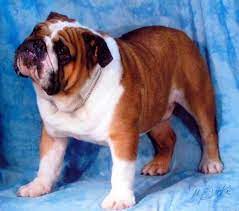 D and D Bulldogs -EngBullDogBMary