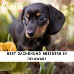 Dachshund Breeders in Delaware