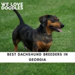 Dachshund Breeders in Georgia