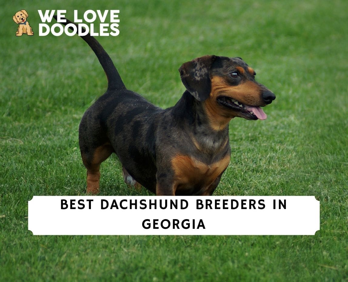 are dachshunds unhealthy