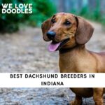 Dachshund Breeders in Indiana