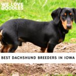 Dachshund Breeders in Iowa