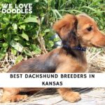 Dachshund Breeders in Kansas