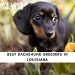 Dachshund Breeders in Louisiana